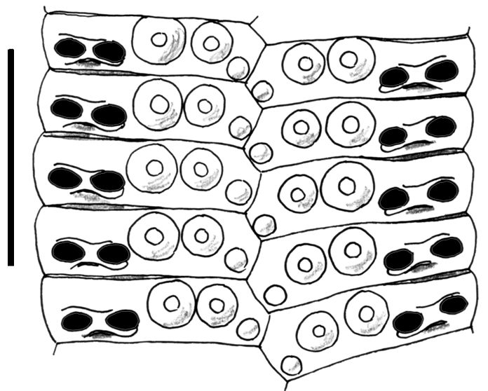 Phalacrocidaris japonica (ambulacral plates)