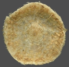 Phormosoma verticillatum (oral)