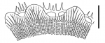 Phyllacanthus forcipulatus (section of primary spine)