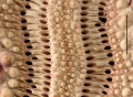 Echinodermata (echinoderms)