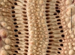 Phyllacanthus irregularis (ambulacrum, close-up)