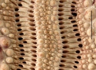 Phyllacanthus irregularis (ambulacrum, close-up)