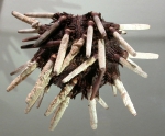 Phyllacanthus irregularis (aboral)