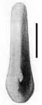 Phyllacanthus magnificus (scrobicular spine)