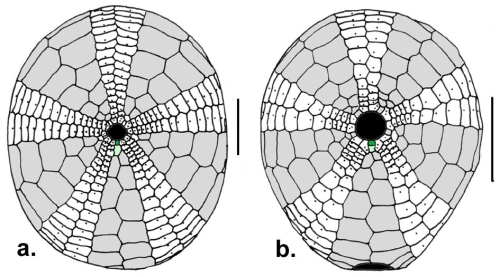 Pilematechinus (oral)