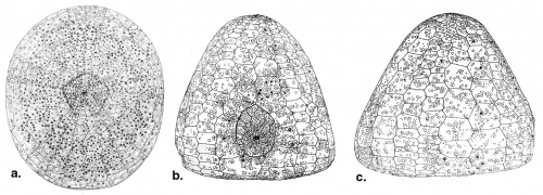 Pilematechinus rathbuni (test)