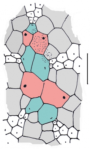 Pilematechinus rathbuni (apical system)