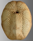 Plagiobrissus africanus (oral)