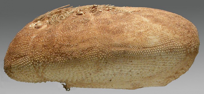 Plagiobrissus africanus (lateral)