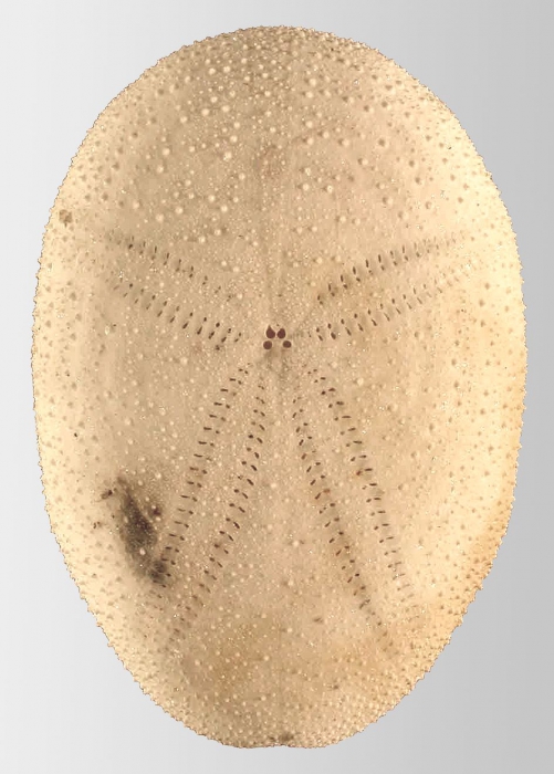 Platybrissus roemeri (aboral)