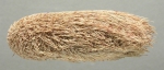 Platybrissus roemeri (lateral)