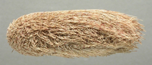 Platybrissus roemeri (lateral)