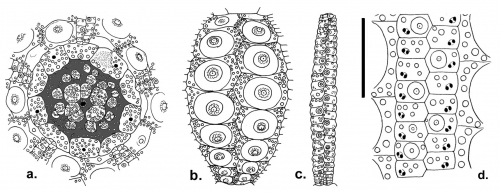 Plesiodiadema globulosum (apical disc, interambulacral and ambulacral plates)