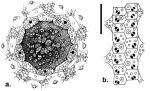 Plesiodiadema horridum (apical system + ambulacral plates)