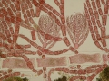 Rhodophyta (red algae)