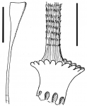Plesiodiadema indicum (spines)