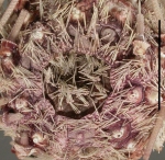 Plesiodiadema indicum (apical area)
