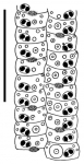 Plesiodiadema indicum (ambulacral plates)