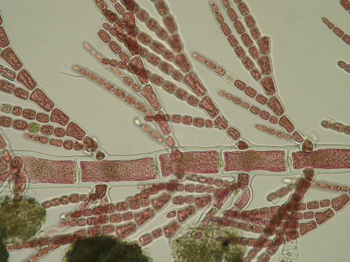 Antithamnion densum Antithamnion densum