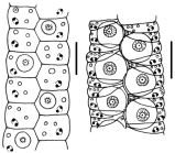 Ambulacral structures of aspidodiadematids