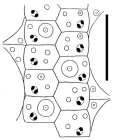 Plesiodiadema molle (ambulacral plates)