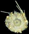 Plesiodiadema molle (aboral)