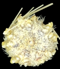 Plesiodiadema molle (oral)
