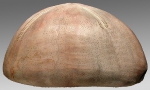 Plesiozonus diomedeae (lateral)