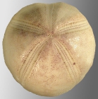 Plesiozonus diomedeae (aboral)