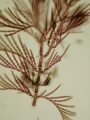 Rhodophyta (red algae)