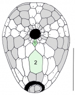 Plexechinus cinctus (oral plating)