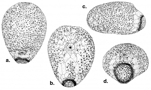 Plexechinus cinctus (test)