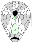 Plexechinus spectabilis (oral plating)