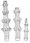 Plococidaris verticillata (primary spines)
