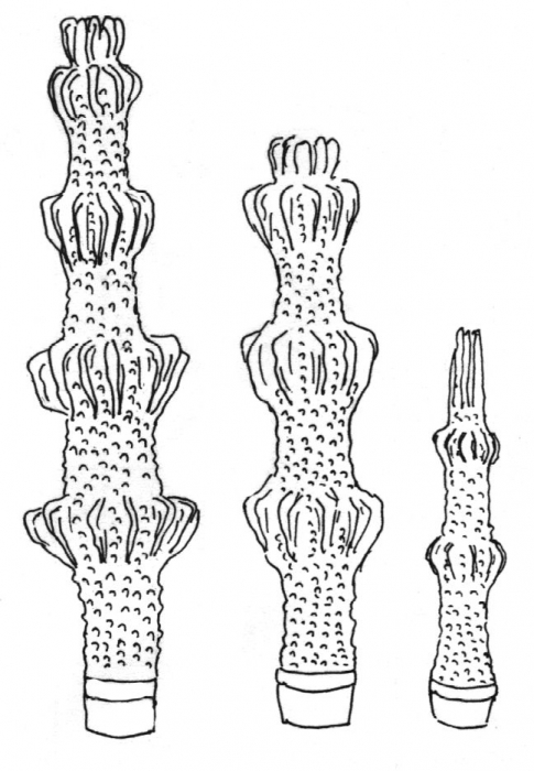 Plococidaris verticillata (primary spines)