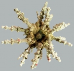 Plococidaris verticillata (aboral)