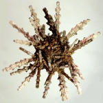 Plococidaris verticillata (oral)