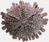 Podophora atratus (aboral)