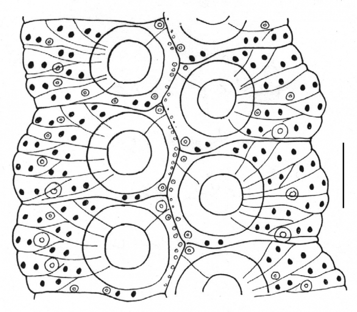 Podophora atratus (ambulacral plates)