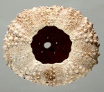 Podophora atratus (oral)