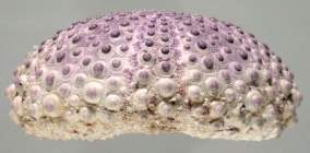 Podophora atratus (lateral)