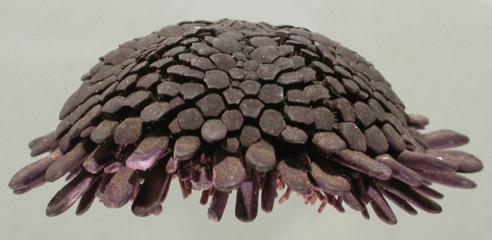 Podophora atratus (lateral)