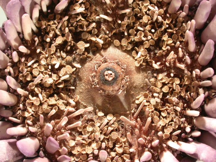 Podophora atratus (oral, close-up)