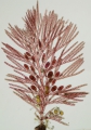 Rhodophyta (red algae)