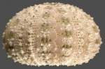 Printechinus impressus (lateral)