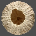 Echinodermata (echinoderms)