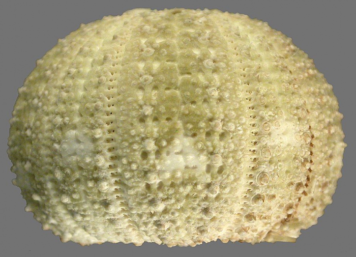 Printechinus viridis (lateral)