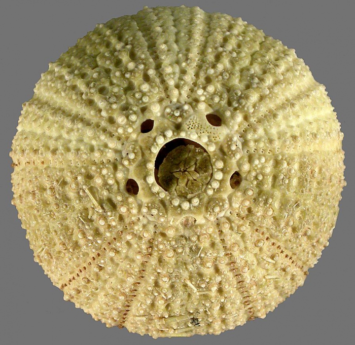 Printechinus viridis (aboral)