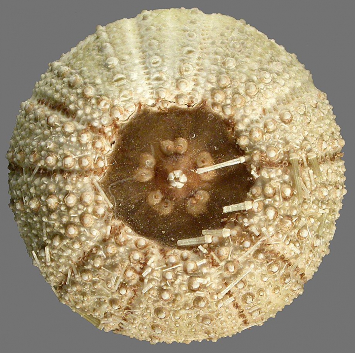 Printechinus viridis (oral)