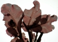 Rhodophyta (red algae)